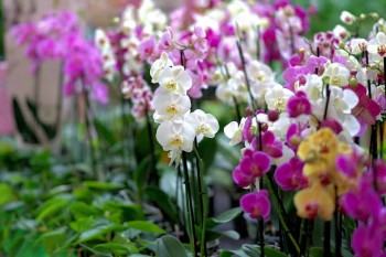 Gardencenter - Como Cuidar de Orquídeas Sem Flor