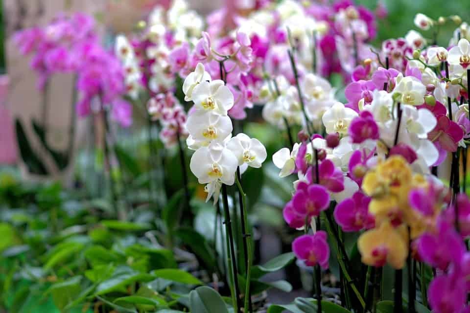 Gardencenter - Como Cuidar de Orquídeas Sem Flor