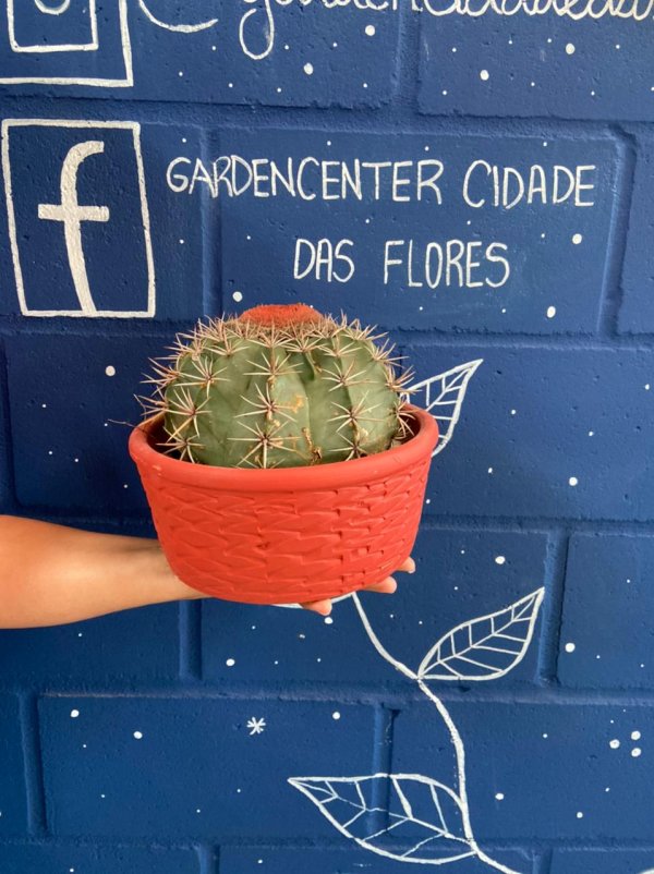 Gardencenter - cod: 7689 - Cactus coroa de frade com vaso de cerâmica