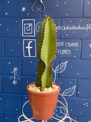 Cactus Mandacaru